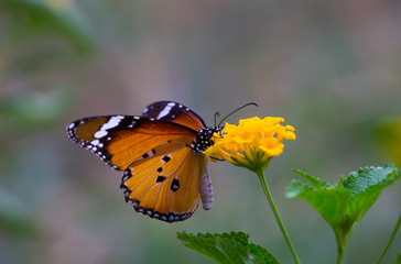 Beautiful Plain Tiger  butterfly sitting on the flower plant with a nice soft background in its natural habitat