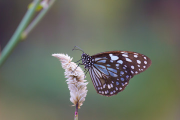 Beautiful blue spotted butterfly hanging on the flower plant in its natural habitat
