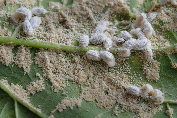 Pseudococcidae and . Aphidoidea on okra leaf