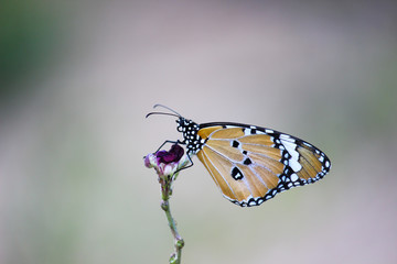 Beautiful Plain Tiger  butterfly sitting on the flower plant with a nice soft background in its natural habitat