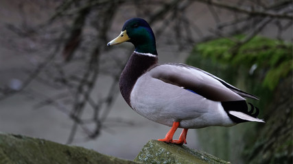 A duck at a park in Antwerp, Belgium.