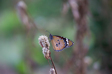 Beautiful Plain Tiger  butterfly sitting on the flower plant with a nice soft background in its natural habitat