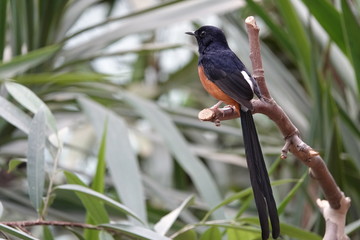 Exotic bird at the zoo in Antwerp, Belgium.