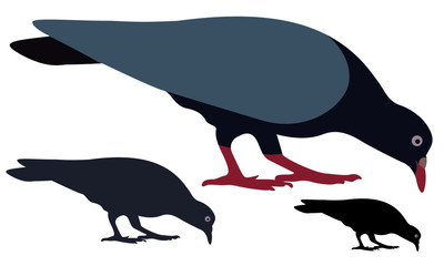 Pigeon Silhouette isolated