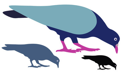 Pigeon Silhouette isolated