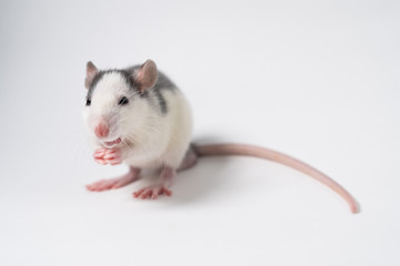 Grey rat sits on a white background