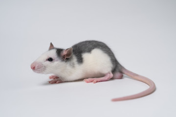 Fancy Rat on white background