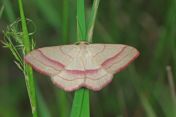31.05.2018 DE, RLP, Glees, Dachsbusch Rotbandspanner Rhodostrophia vibicaria (CLERCK, 1759) © Tim's insects