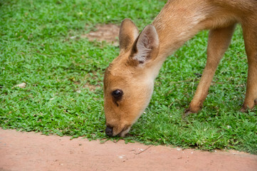 Baby deer finding to eat green grass.