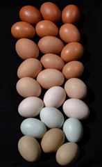 Plain multicoloured free range eggs on bold black background