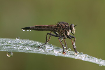 Robberfly, macro photography
