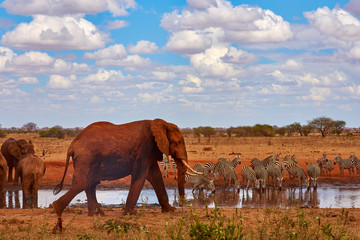 An herd of elephants is savage and pounding in safari in kenya, Africa. Trees and grass.
