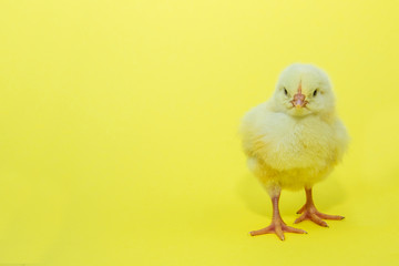 Little yellow chicken on yellow background