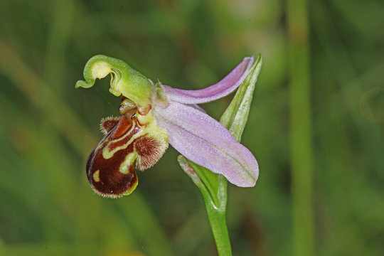 04.06.2018 DE, NRW, Thuir, Biesberg Bienen - Ragwurz Ophrys apifera