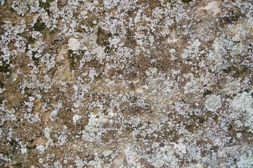 stone wall with crustose lichen background texture
