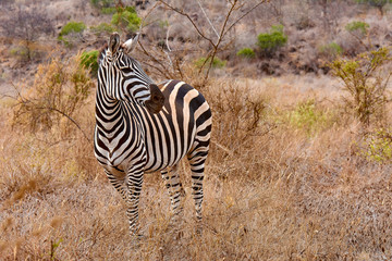 Fototapeta na wymiar Zebra stands in a savannah in the Tsavo National Park in Kenya, Africa