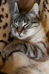 Lovely sleepy cat	with striped fur