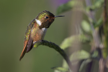Fototapeta na wymiar Scintillant hummingbird sitting on flower stem