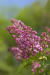 Obraz premium The branch of lilac on a blurred green background. Close.