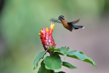 Purple-throated Mountain-gem flying next to flower