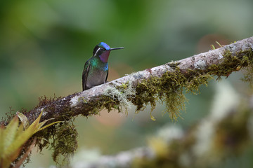 Purple-throated Mountain-gem sitting on branch