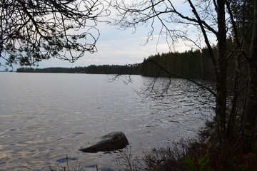 lake in forest