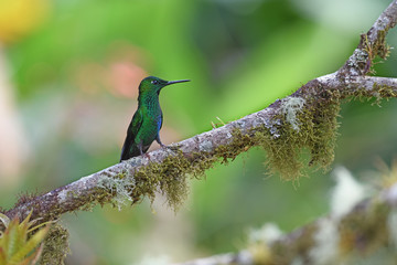 Green-crowned brilliant sitting on branch