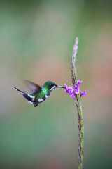 Green thorntail drinking nectar from flower