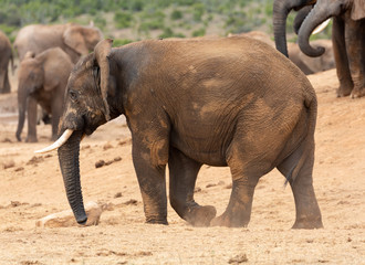 elephant in the wild