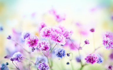 Spring or summer floral background. Blooming colorful small flowers. - obrazy, fototapety, plakaty