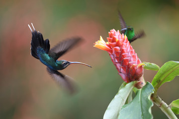 Green hermit chasing another hummingbird flying next to flower