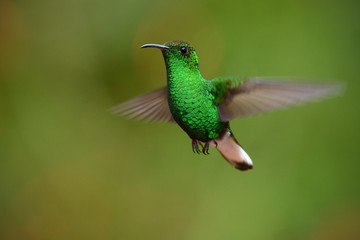 Fototapeta na wymiar Coppery headed emerald flying