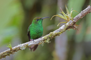 Obraz premium Coppery headed emerald sitting on branch