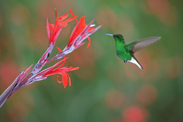 Fototapeta na wymiar Coppery headed emerald flying next to flower