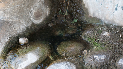 Old Dirty Stone with Algae and Moss Growing on Standing Water Texture