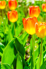 Garden with many orange tulips