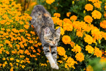 playful cat jumping over yellow tagetes flowers
