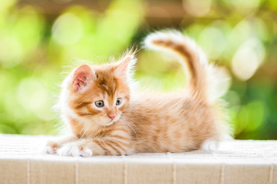 adorable playful red orange fluffy kitten on sunny day