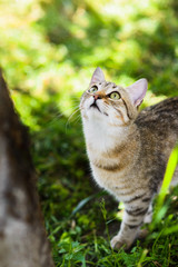 Cute grey cat hunting in grass chasing bird