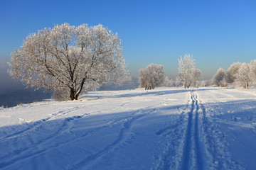 Obraz premium Beautiful winter landscape with trees in the snow on a sunny frosty day