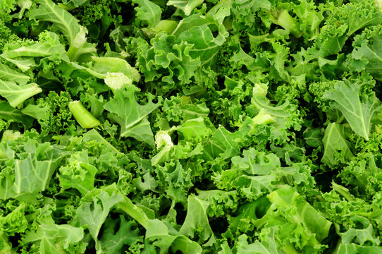 Freshly chopped green curly kale leaves background