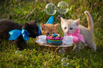 cat and happy birthday