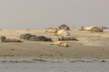 Group of seals enjoying the sun on a sandbank in nature reserve the Oosterschelde in the Netherlands