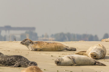 Fototapeta premium Group of seals enjoying the sun on a sandbank in nature reserve the Oosterschelde in the Netherlands