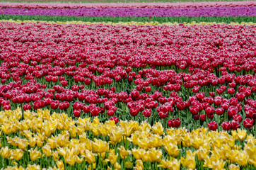 field of colorful tulips