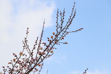白梅