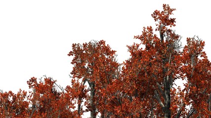 Part of a Red Maple tree in fall - isolated on white background