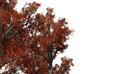 Part of a Red Maple tree in fall - isolated on white background