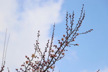 白梅