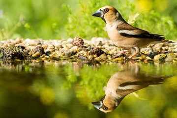 Hawfinch sitting on lichen shore of water pond in forest with beautiful bokeh and flowers in background, Germany, bird reflected in water, songbird in nature lake habitat,mirror reflection,wildlife